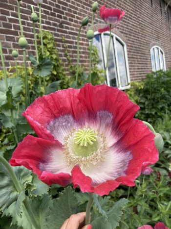 Bloemzaad papaver somniferum 'bowling ball'