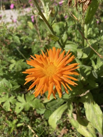 Bloemzaad 'geveltuintjes' mengsel - Afbeelding 7