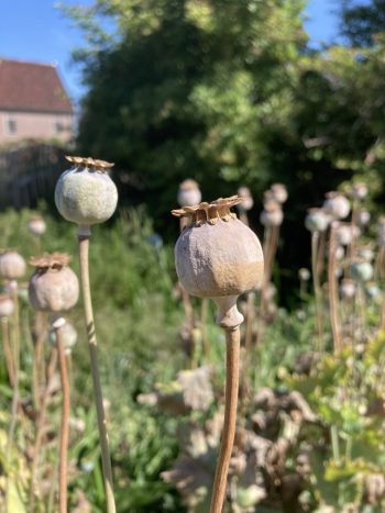 Bloemzaad 'geveltuintjes' mengsel - Afbeelding 10