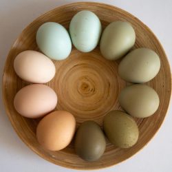 Eieren 10st