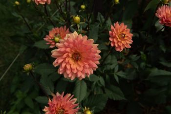 peach waterlelie oranje Dr. P.H. Riedl.