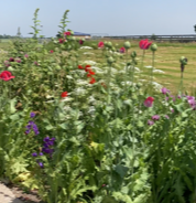 Bloemzaad papaver mix