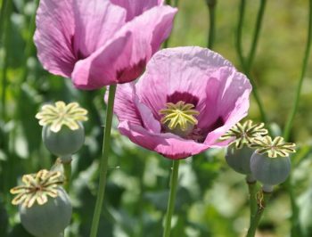 Bloemzaad 'geveltuintjes' mengsel - Afbeelding 6