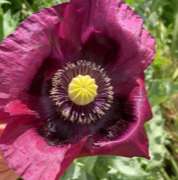 Bloemzaad papaver somniferum purple