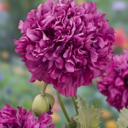 Bloemzaad papaver somniferum purple peony