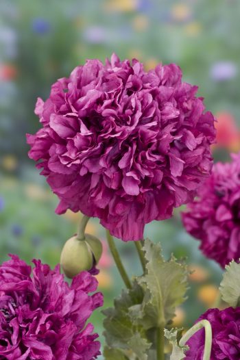 Bloemzaad 'geveltuintjes' mengsel - Afbeelding 8