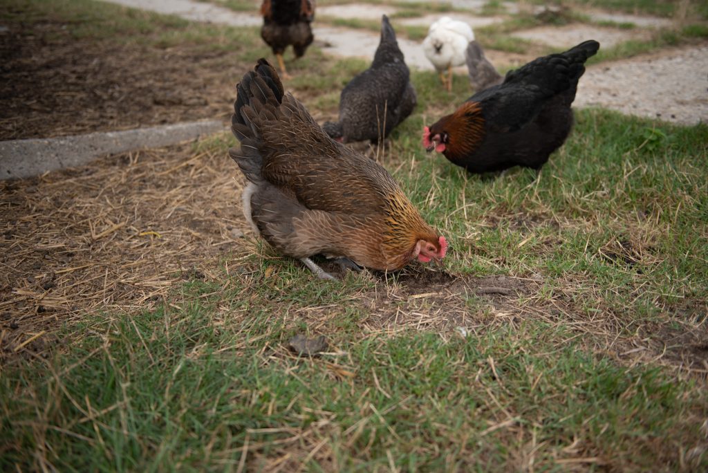 black copper marans franks chocolates