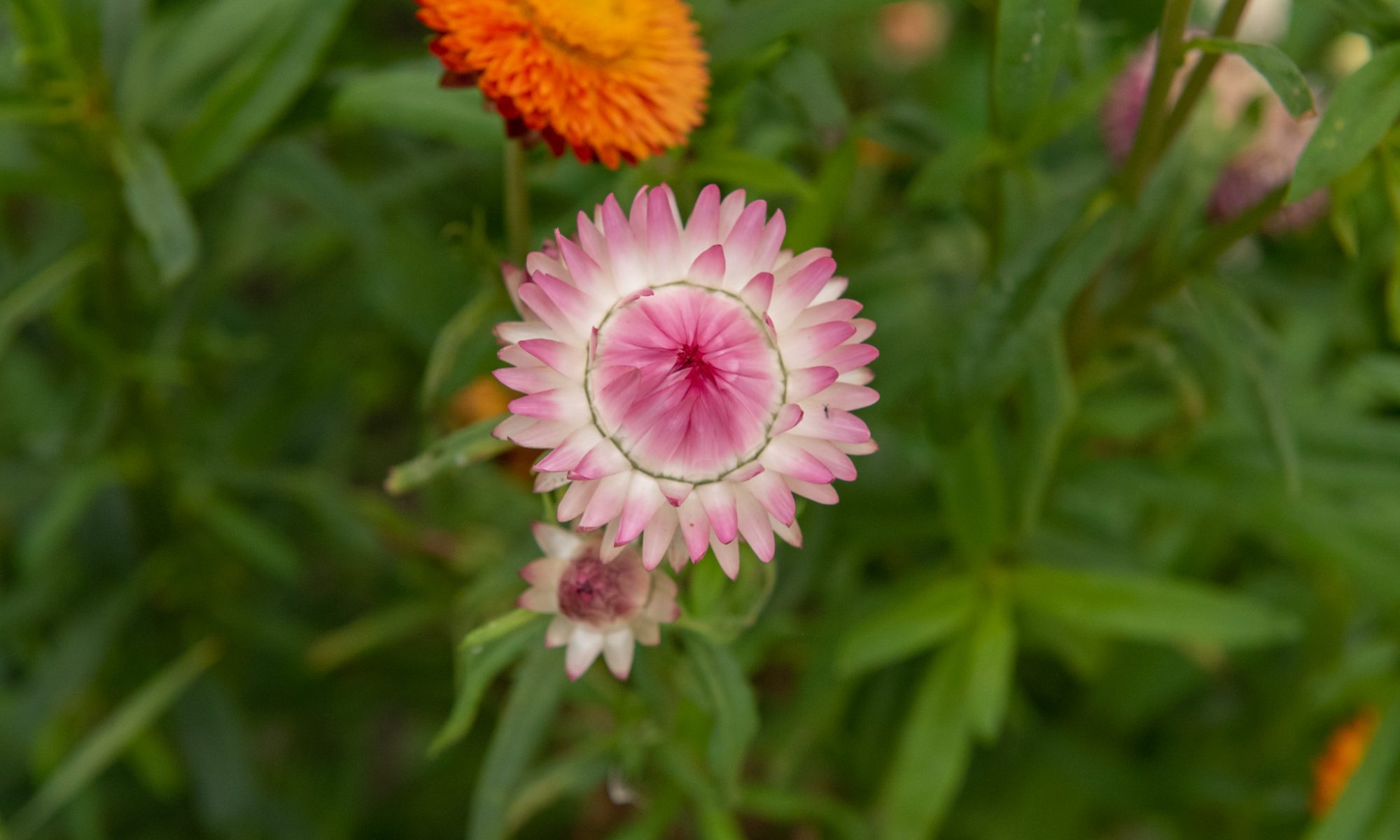 Helichrysum bracteatum 'Monstrosum'