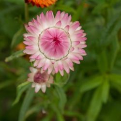 Helichrysum bracteatum 'Monstrosum'