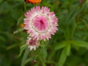 Helichrysum bracteatum 'Monstrosum'