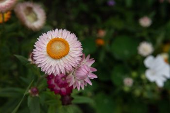 Helichrysum bracteatum 'Monstrosum' strbloem roze, everlasting flower