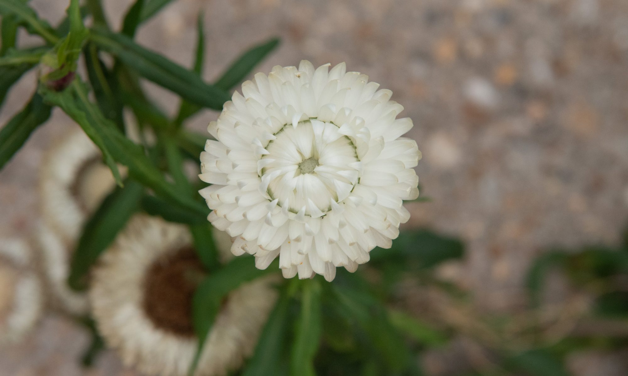 strobloem, Helichrysum bracteatum 'Monstrosum', droogbloem