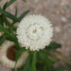 strobloem, Helichrysum bracteatum 'Monstrosum', droogbloem