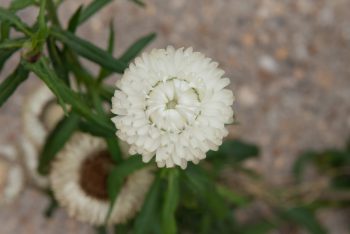 strobloem, Helichrysum bracteatum 'Monstrosum', droogbloem