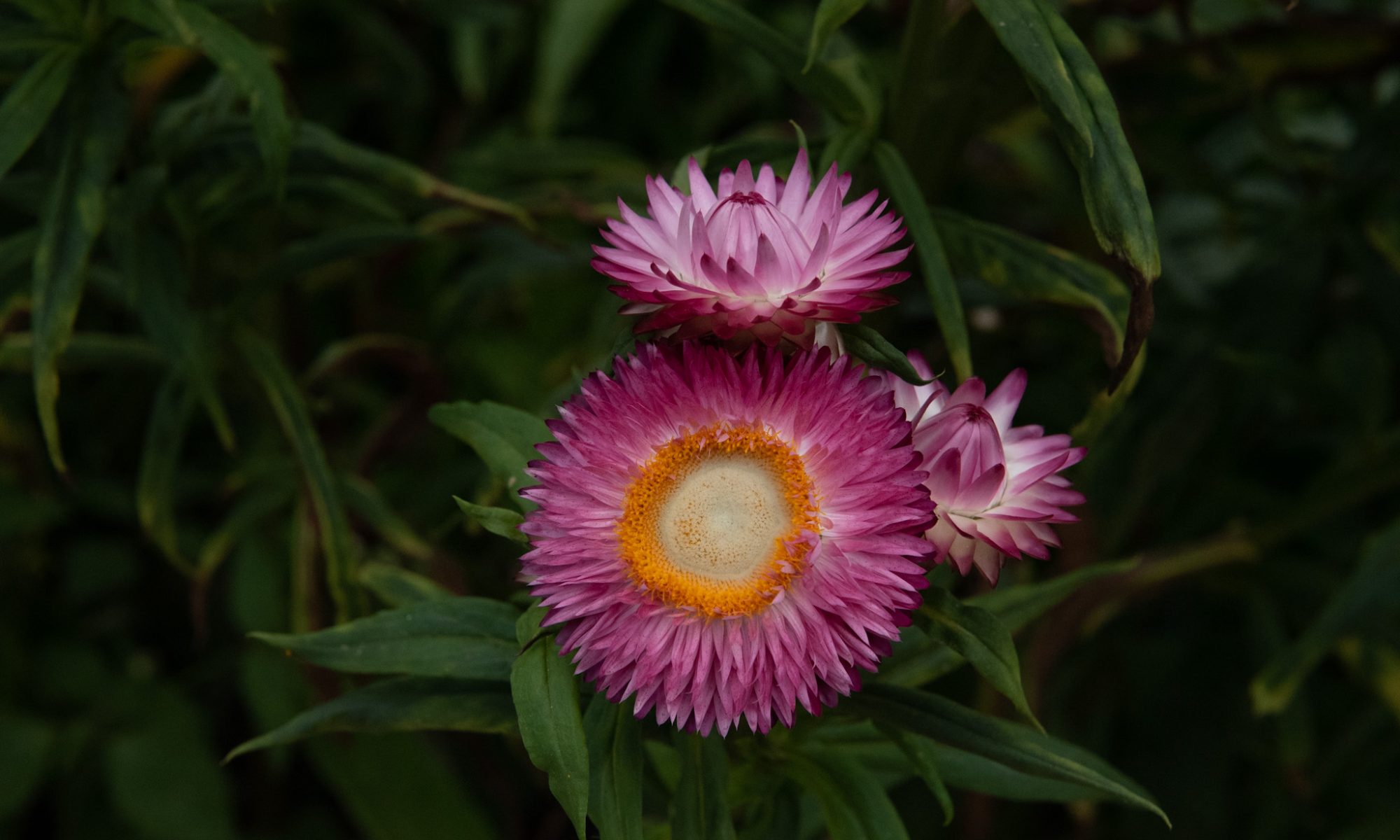 Helichrysum bracteatum 'Monstrosum' strobloem everlasting flower