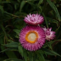 Helichrysum bracteatum 'Monstrosum' strobloem everlasting flower