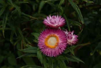 Helichrysum bracteatum 'Monstrosum' strobloem everlasting flower