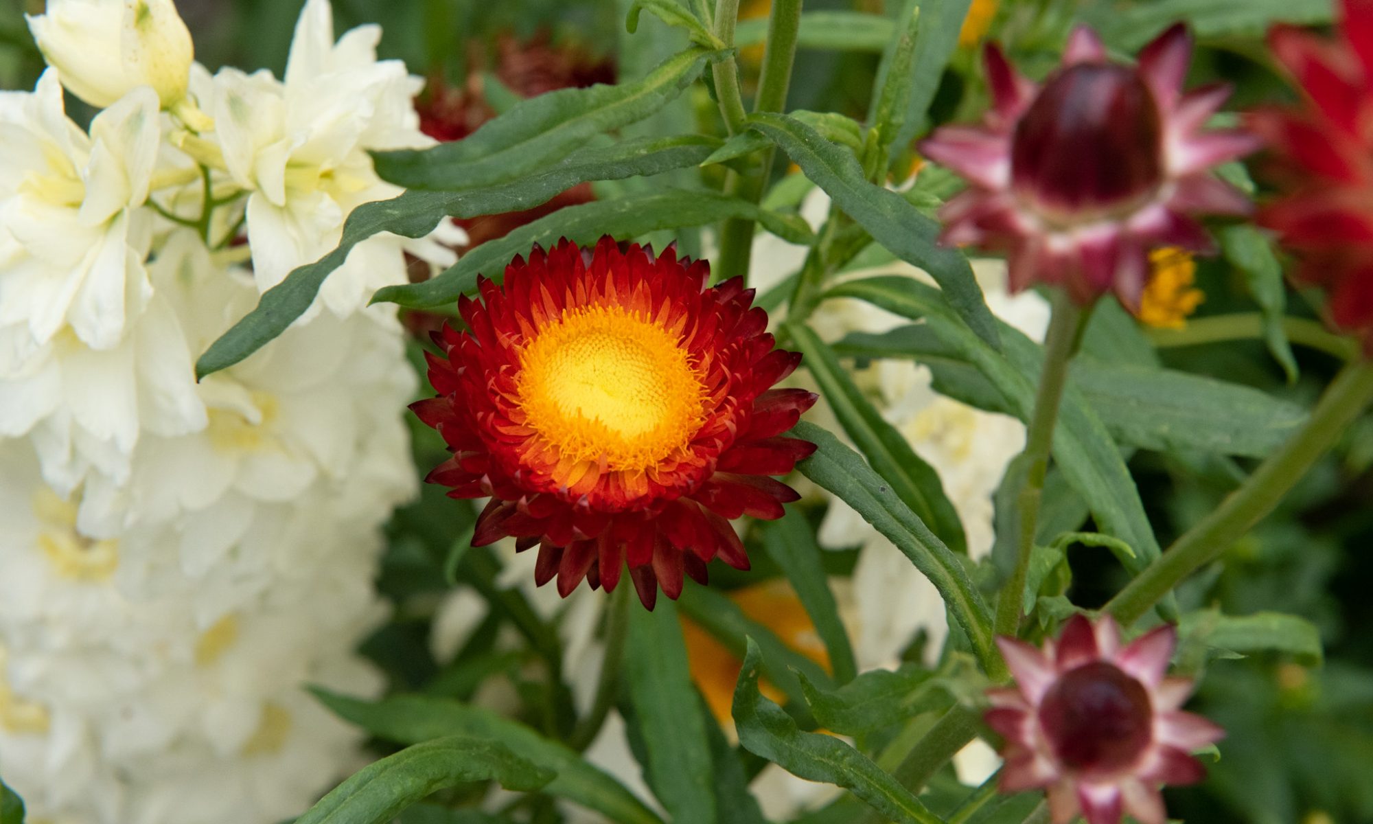 Helichrysum bracteatum 'Monstrosum' koper strobloem