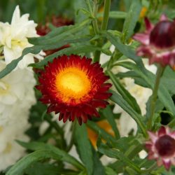 Helichrysum bracteatum 'Monstrosum' koper strobloem