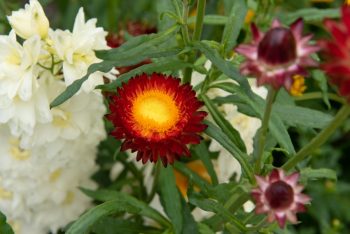 Helichrysum bracteatum 'Monstrosum' koper strobloem