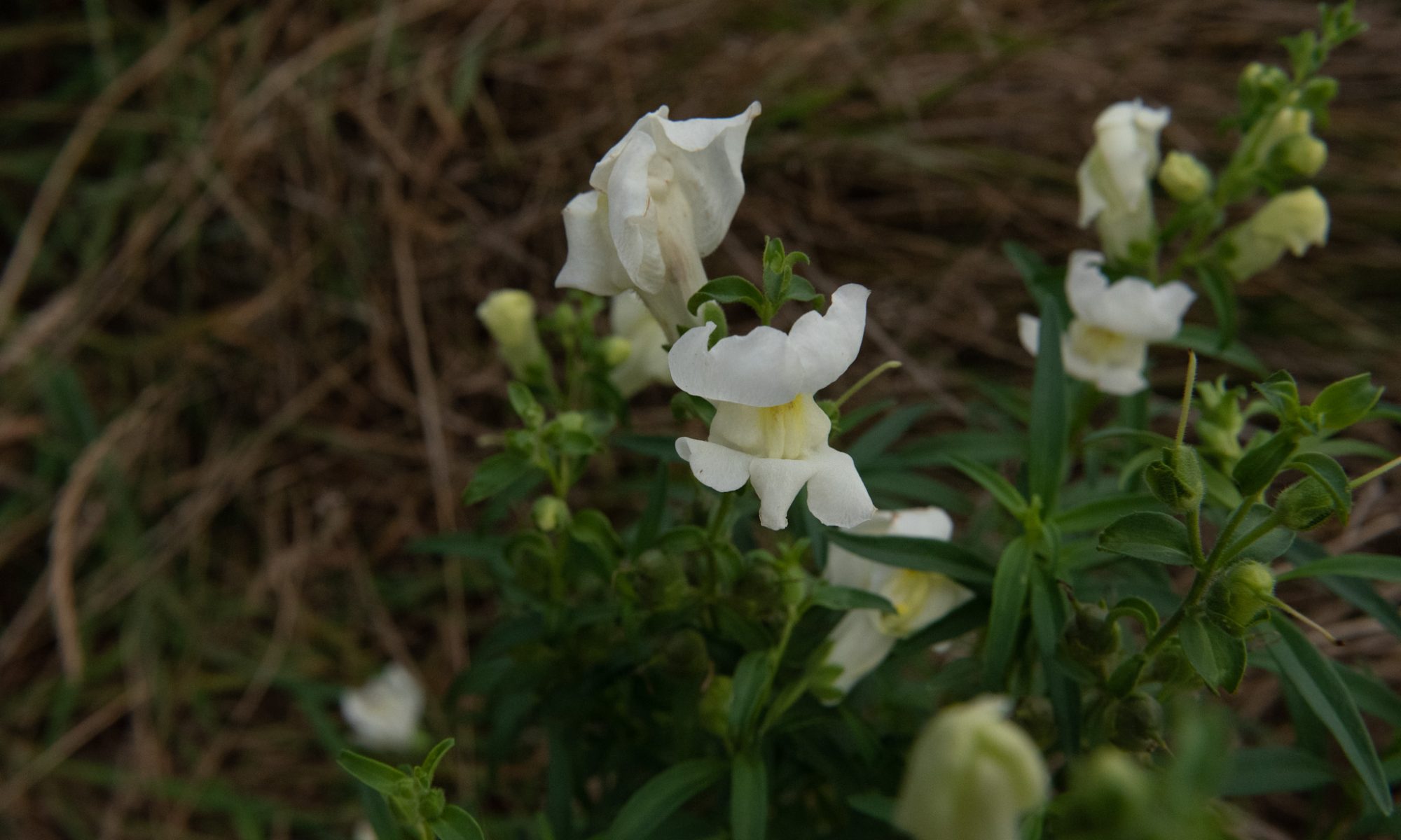 snapdragon leeuwenbekje wit antirrhinum majus nanum