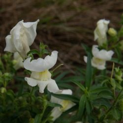 snapdragon leeuwenbekje wit antirrhinum majus nanum