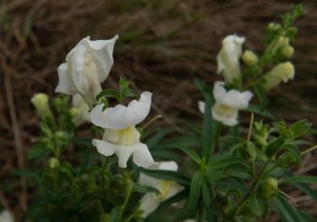 snapdragon leeuwenbekje wit antirrhinum majus nanum