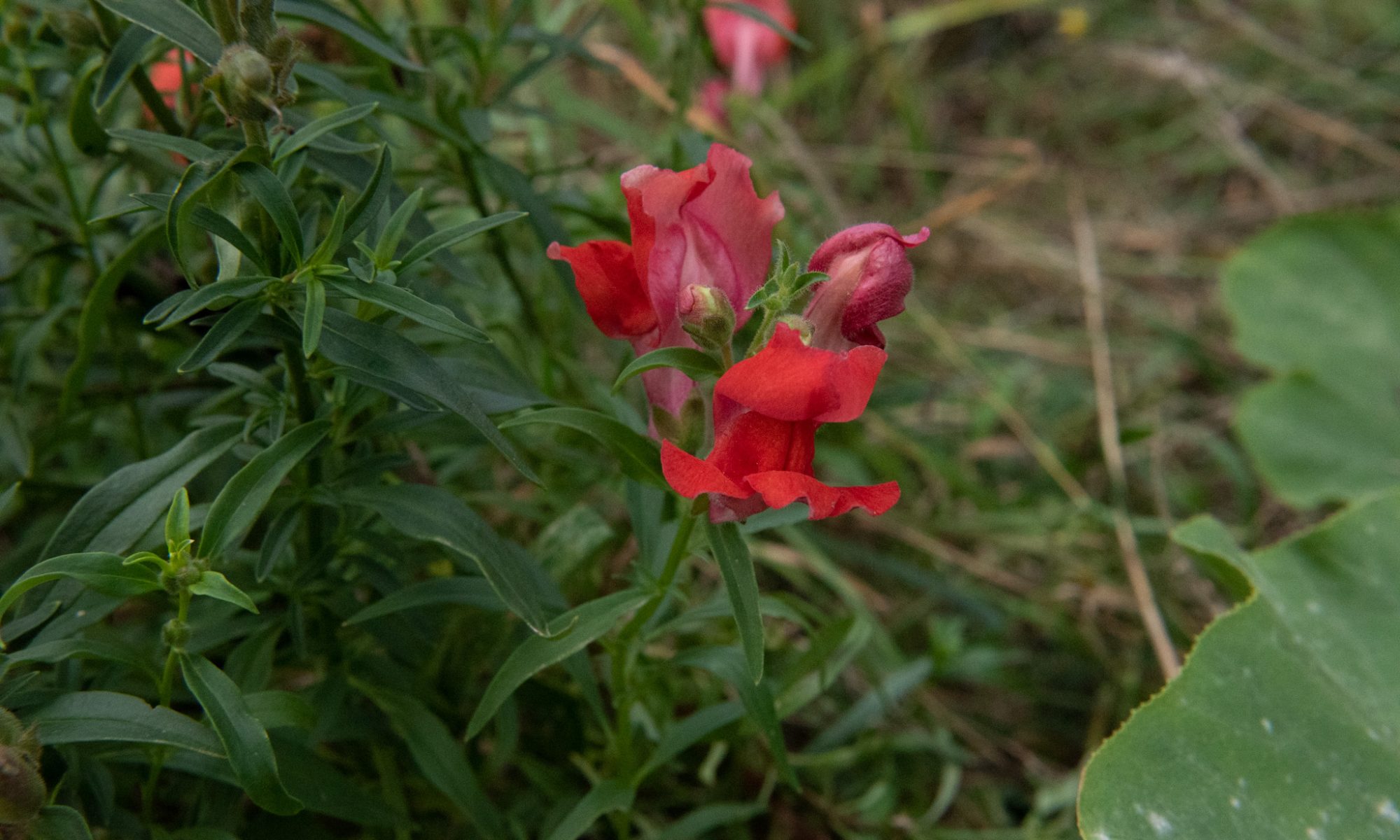 antirrhinum majus nanum leeuwenbekje snapdragon rood