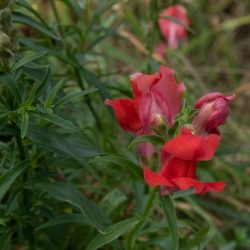 antirrhinum majus nanum leeuwenbekje snapdragon rood