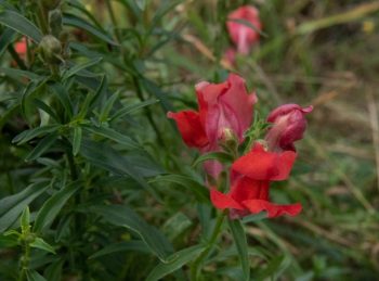 antirrhinum majus nanum leeuwenbekje snapdragon rood