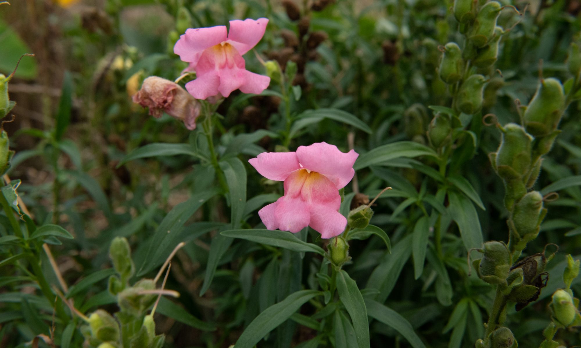 snapdragon leeuwenbekje roze antirhhinum majus nanum