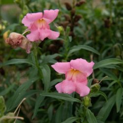 snapdragon leeuwenbekje roze antirhhinum majus nanum