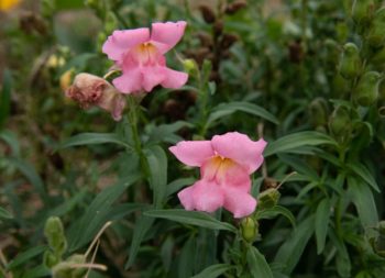 snapdragon leeuwenbekje roze antirhhinum majus nanum