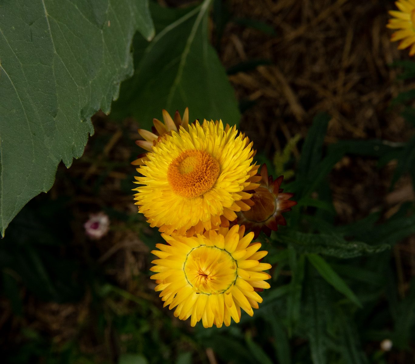 Helichrysum bracteatum 'Monstrosum' strobloem geel, everlasting flower