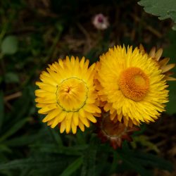 Helichrysum bracteatum 'Monstrosum' strobloem geel, everlasting flower