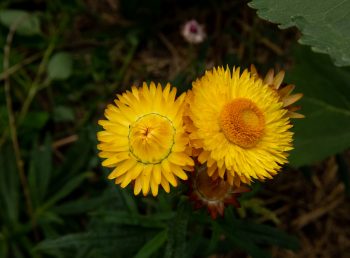 Helichrysum bracteatum 'Monstrosum' strobloem geel, everlasting flower