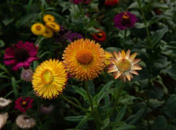 Helichrysum bracteatum 'Monstrosum'