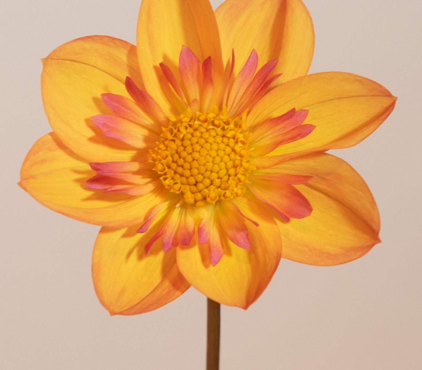 peach single of collarette enkele dahlia met lichtgeel, roze, oranje