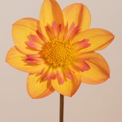 peach single of collarette enkele dahlia met lichtgeel, roze, oranje
