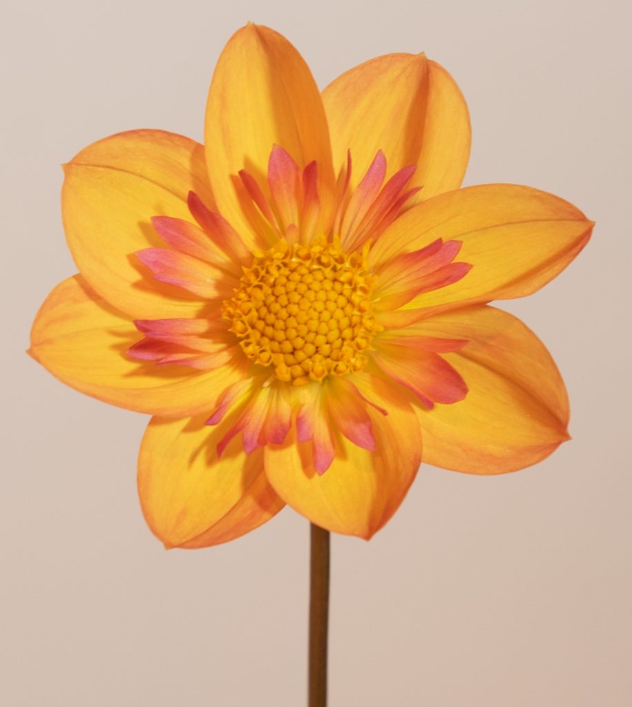 peach single of collarette enkele dahlia met lichtgeel, roze, oranje