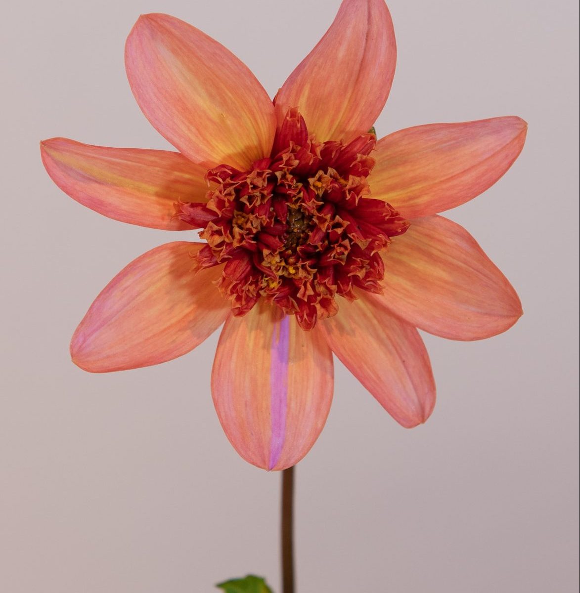 anemoon dahlia oranje, koper, peach, snijbloem dahlia geschikt voor potten en borders terracotta