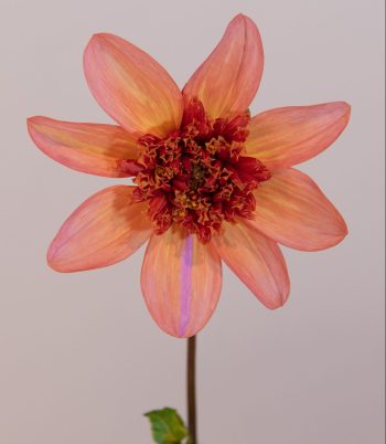 anemoon dahlia oranje, koper, peach, snijbloem dahlia geschikt voor potten en borders terracotta