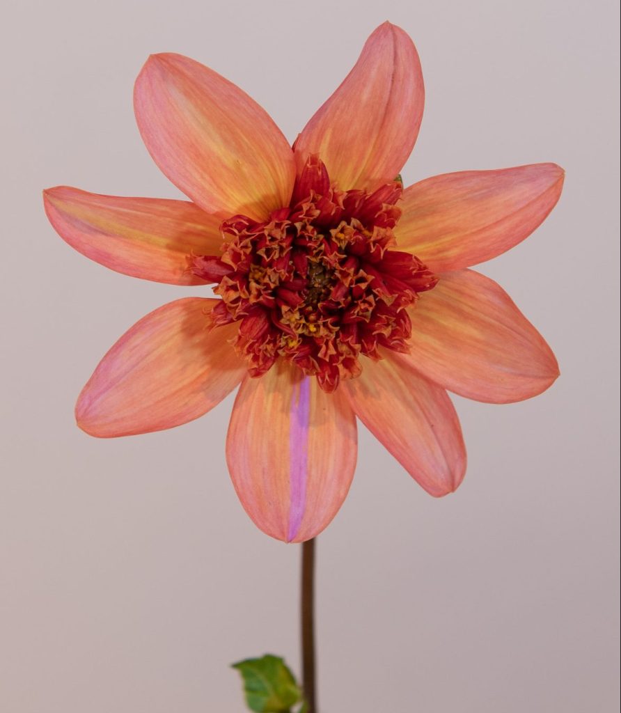 anemoon dahlia oranje, koper, peach, snijbloem dahlia geschikt voor potten en borders