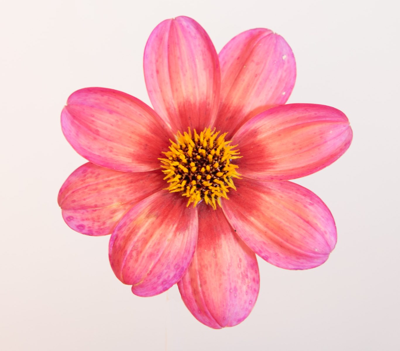 enkelbloemige dahlia zalmkleur, donker blad