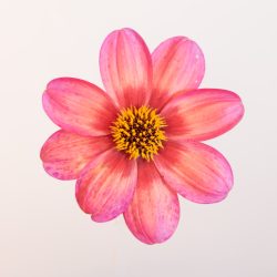 enkelbloemige dahlia zalmkleur, donker blad