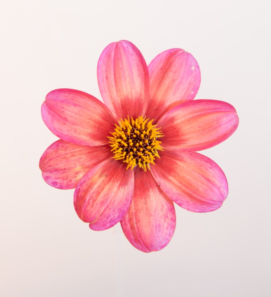 enkelbloemige dahlia zalmkleur, donker blad