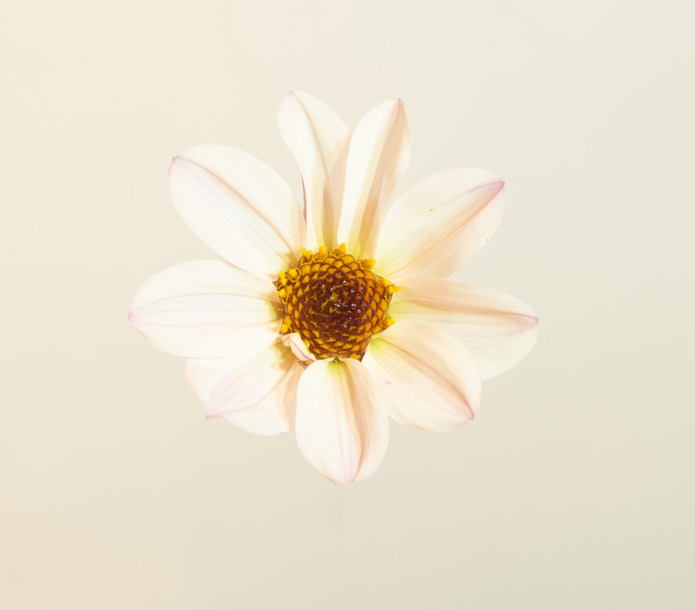 Wit roze creme enkelbloemige dahlia met donker blad paarszwart bio