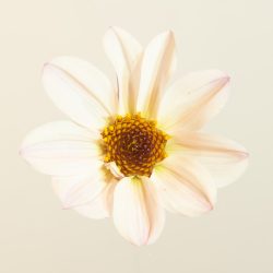 Wit roze creme enkelbloemige dahlia met donker blad paarszwart bio