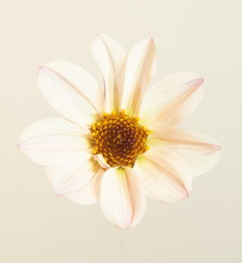 Wit roze creme enkelbloemige dahlia met donker blad paarszwart bio