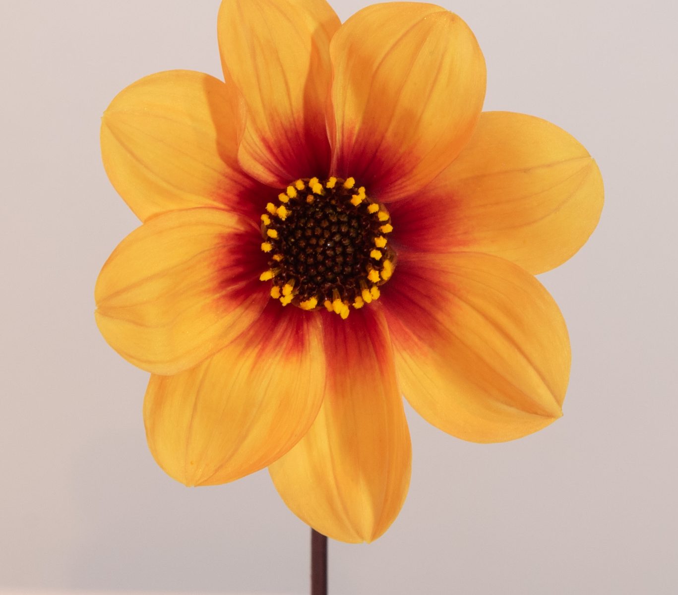 dahlia enkel bloemig, geel oranje zalm. Donker blad bio